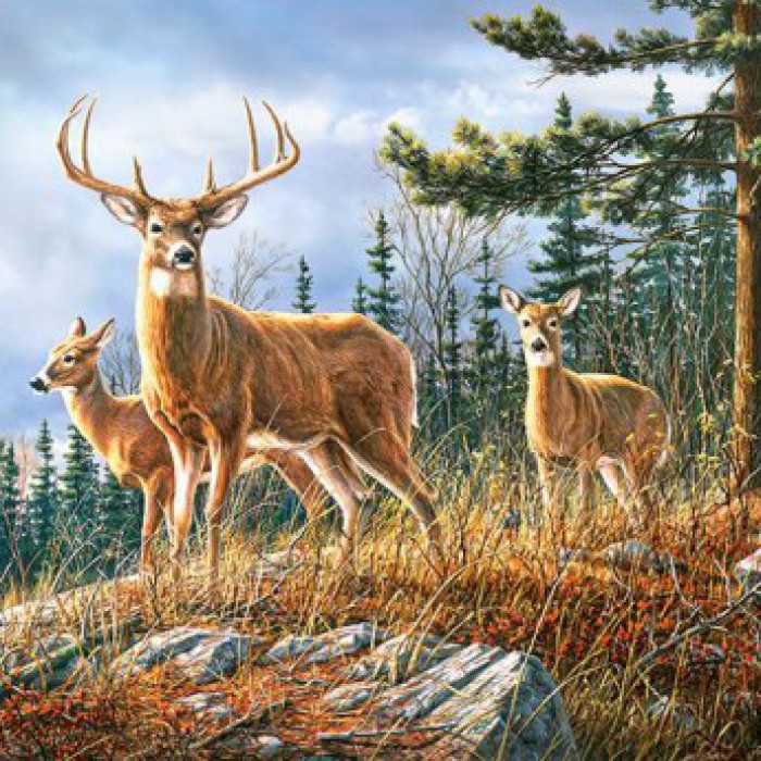 Пазлы Castorland 4000